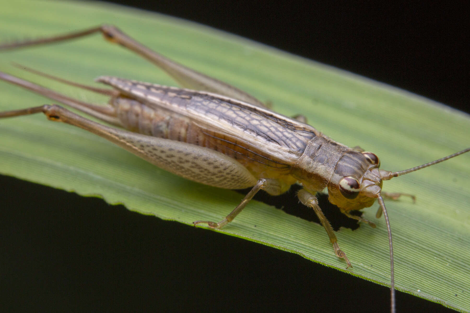 Image of Euscyrtus (Osus) concinnus (Haan 1844)