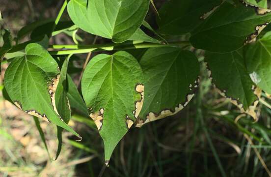 Слика од Ascochyta asclepiadearum Traverso 1903