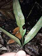 Image of Asplenium oligolepidum C. Chr.