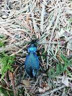 Image of Blue Ground Beetle