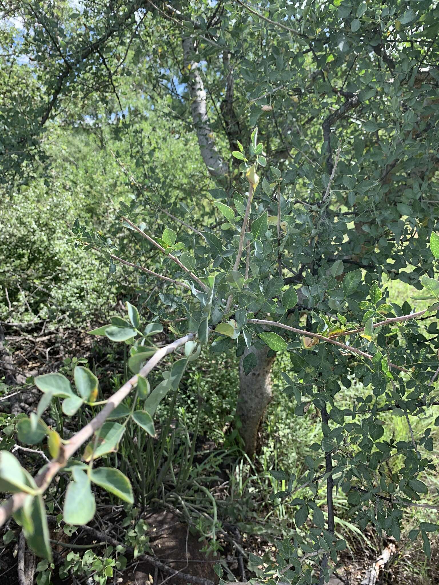 Image of Satin-bark corkwood