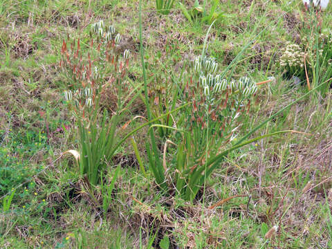 Image de Albuca longifolia Baker