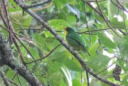 Image de Cotinga à poitrine d'or