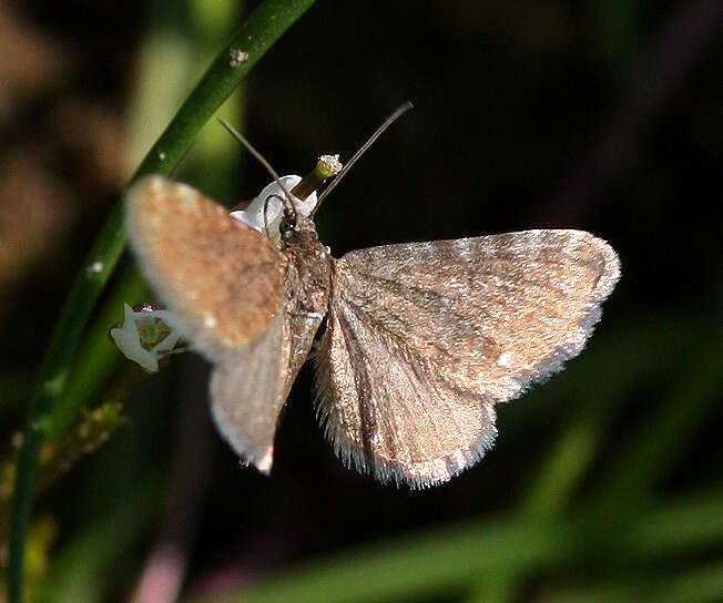 Image of marsh pug