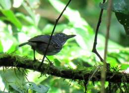 Image of Spot-crowned Antvireo