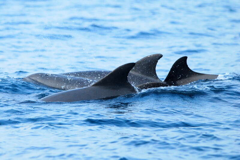 Image of Indian Ocean Bottlenose Dolphin