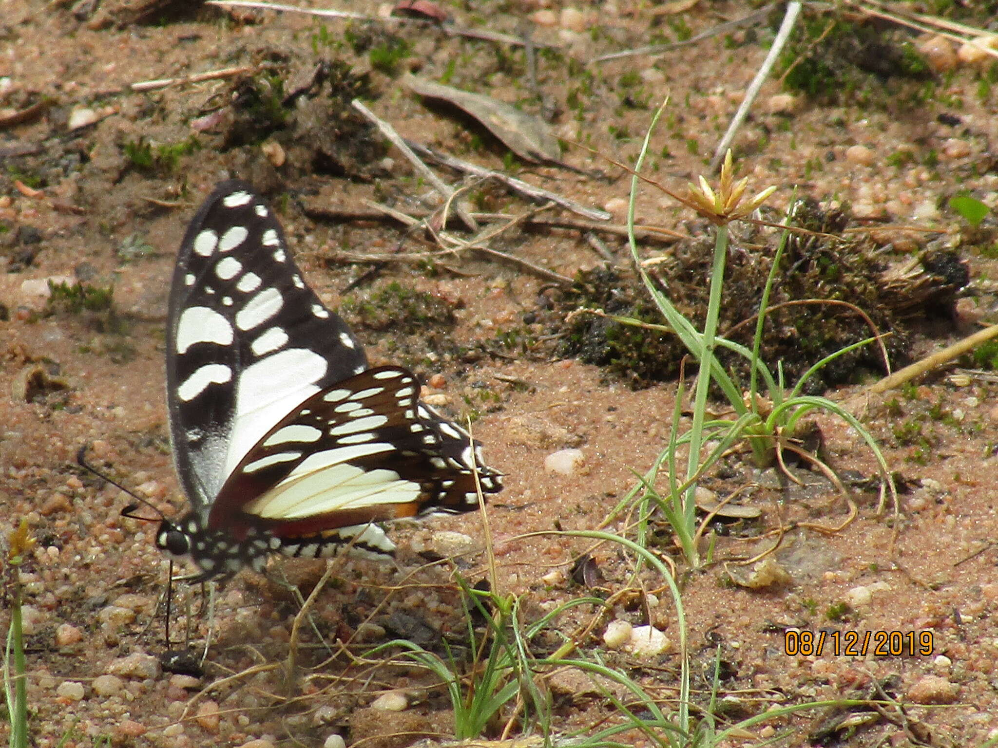 Image de Graphium morania (Angas 1849)