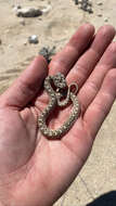 Image of Dwarf Beaked Snake