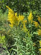 Image of rough Canada goldenrod