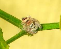 Image of Phidippus pacosauritus