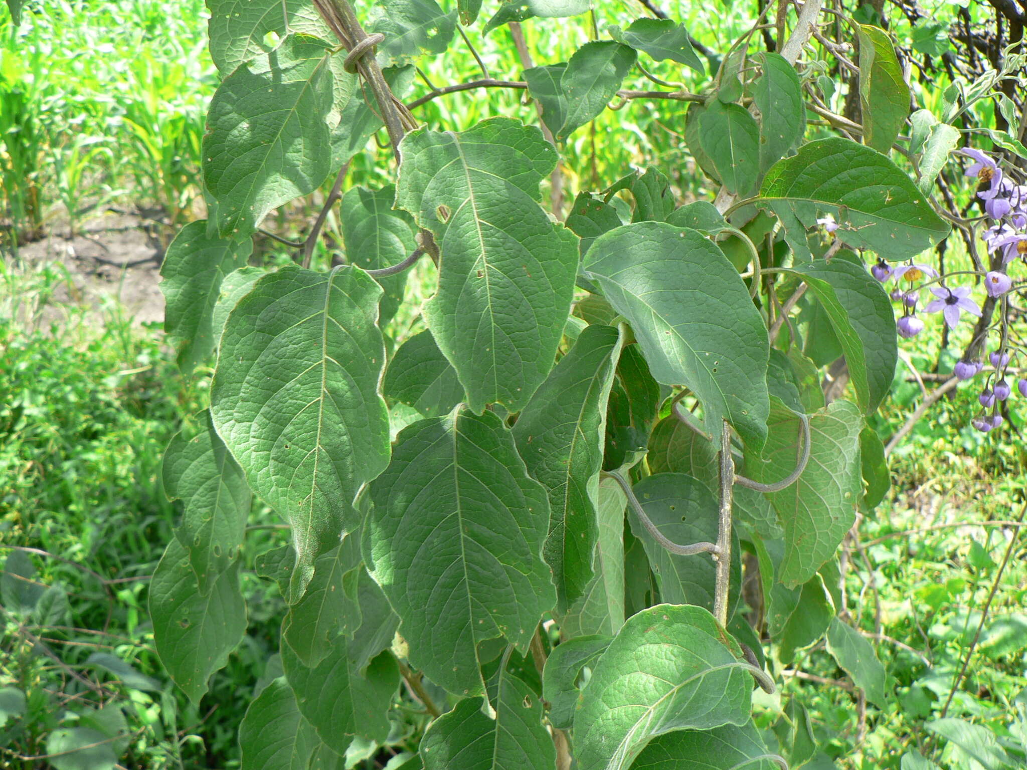 Image de Solanum dulcamaroides Dun.