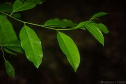 Image of Guilfoylia monostylis (Benth.) F. Müll.