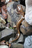 Image of Long-tailed clawed salamander