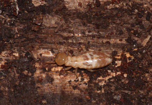 Image of Damp wood terminte