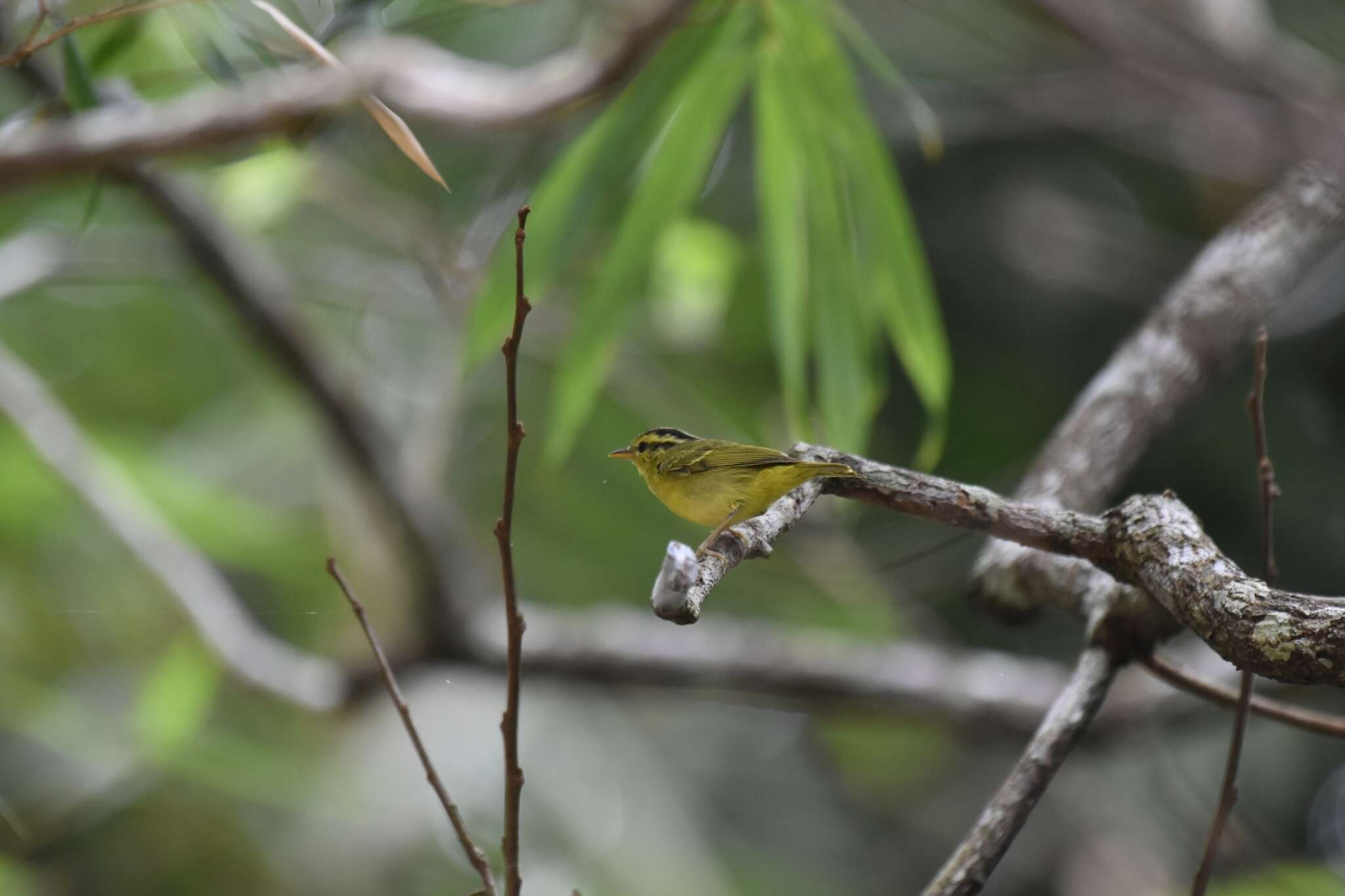 Imagem de Phylloscopus ricketti (Slater 1897)