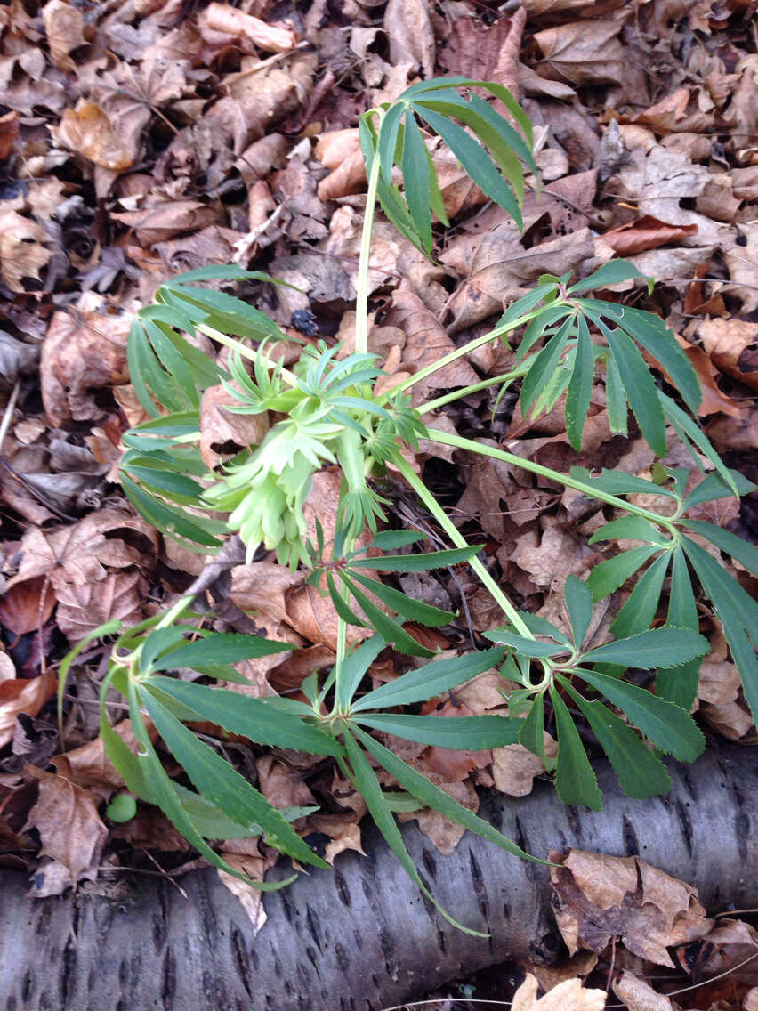 Plancia ëd Helleborus foetidus L.