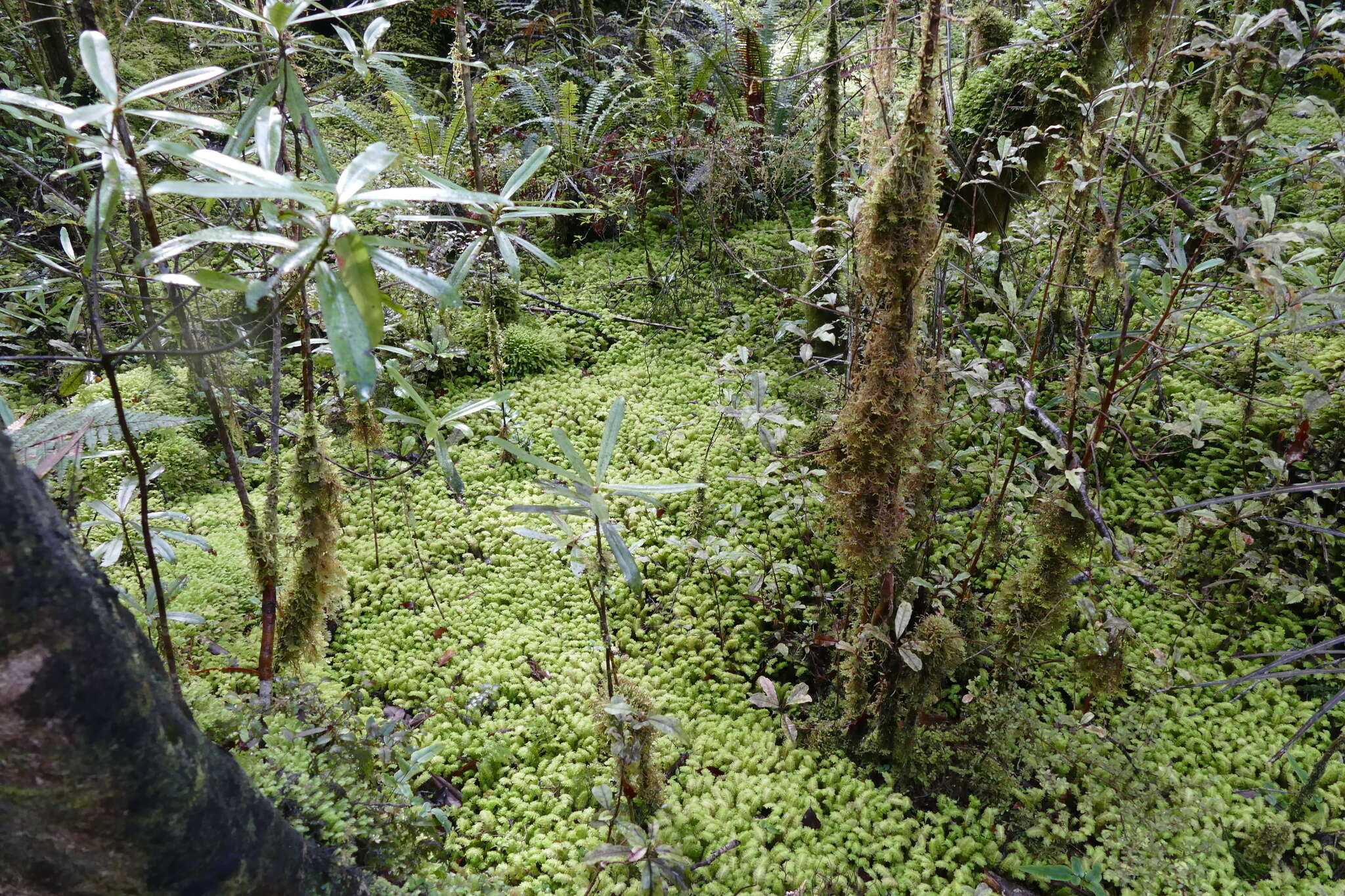 Image of Schistochila appendiculata (Hook.) Dumort. ex Trevis.