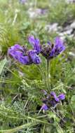 Image de Oxytropis lazica Boiss.