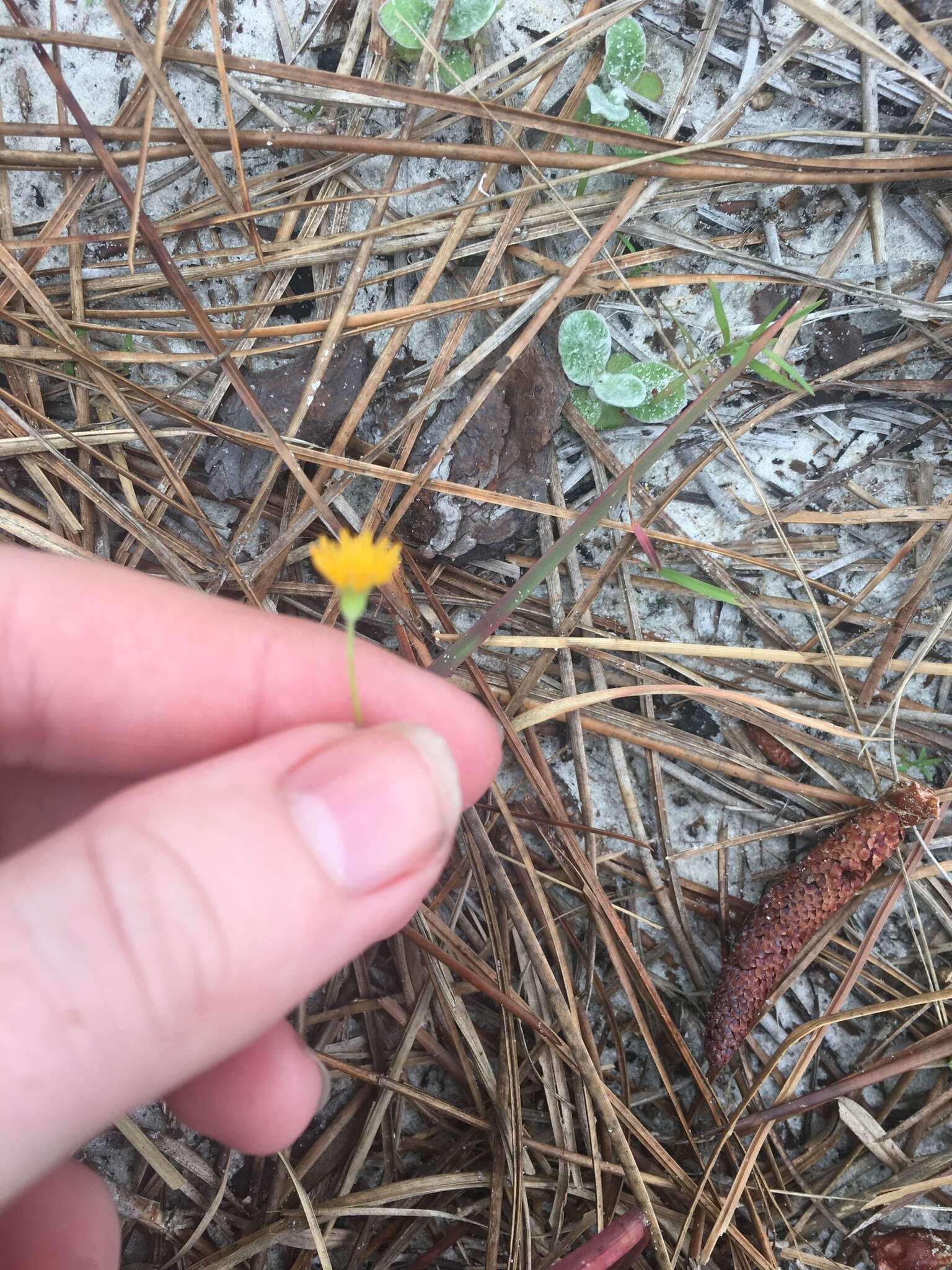 Image of Dwarf dandelion