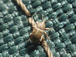 Image of Red Clover Seed Weevil