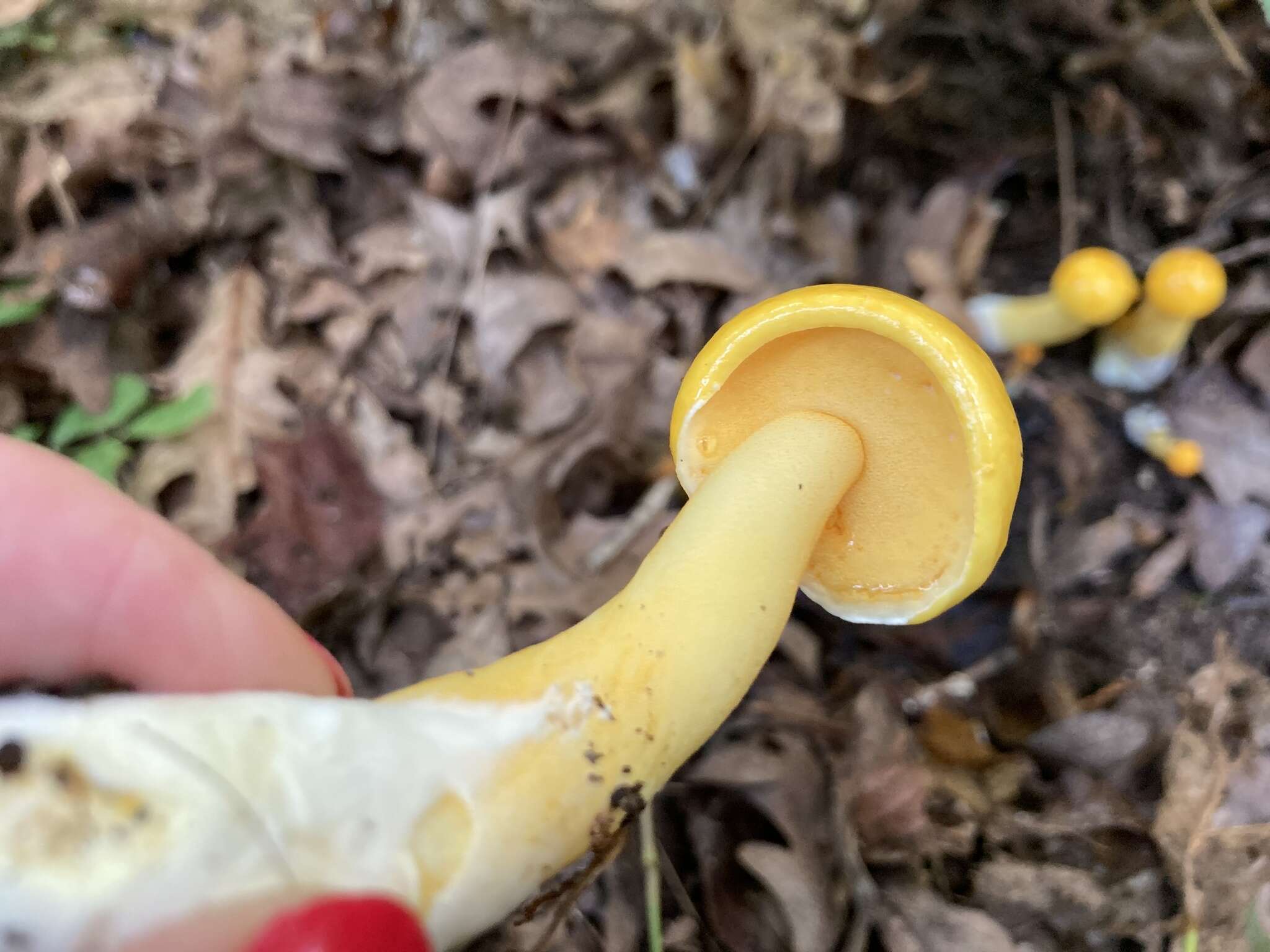 Image of Pulveroboletus curtisii (Berk.) Singer 1947