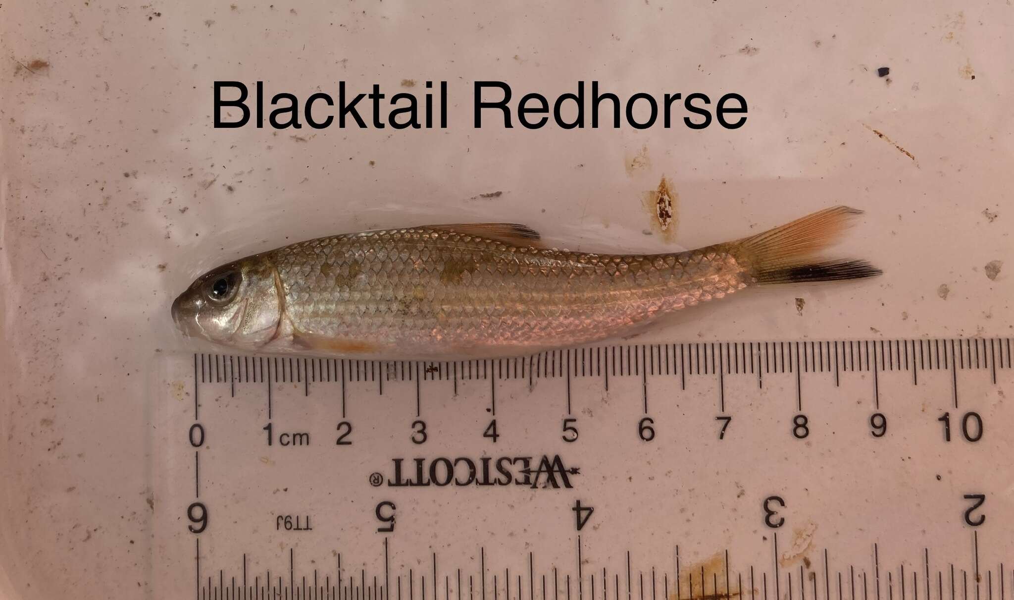 Image of Blacktail Redhorse