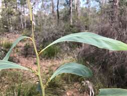 Слика од Acacia falcata Willd.