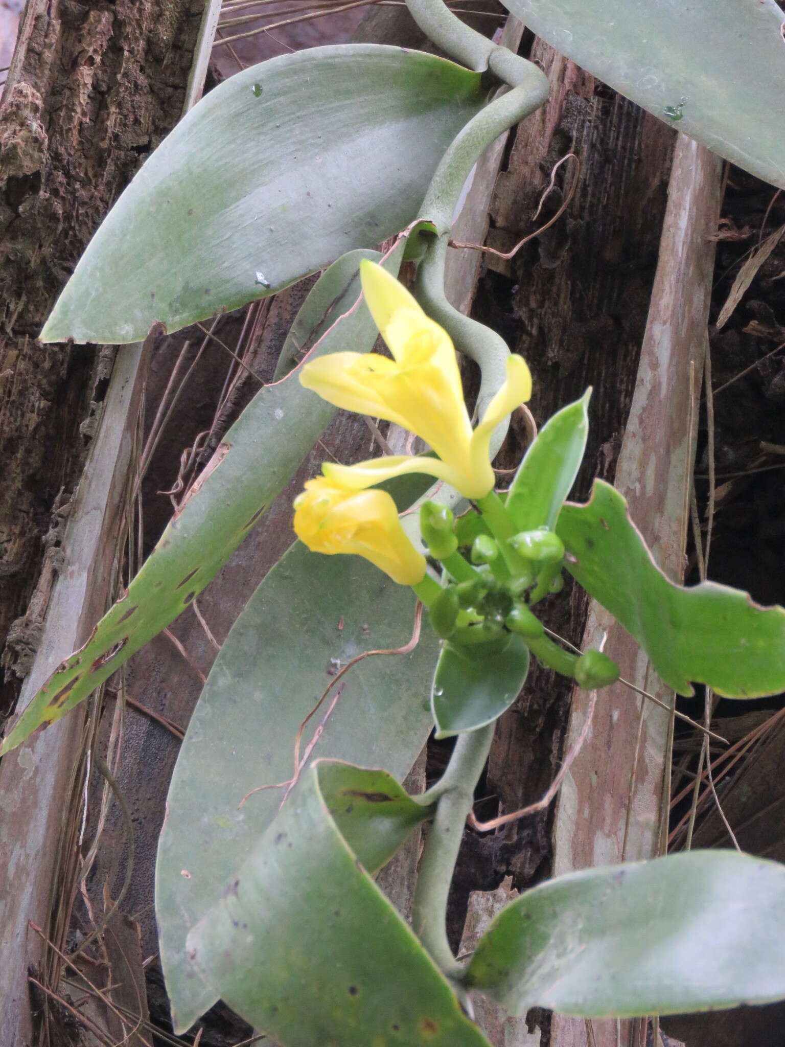 Image of Vanilla palmarum (Salzm. ex Lindl.) Lindl.