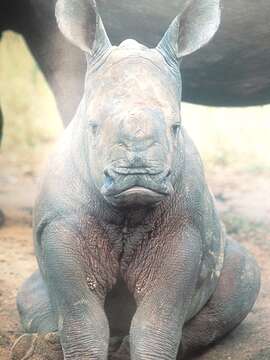 Image of White Rhinoceros