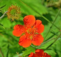 Image of Geum coccineum Sibth. & Sm.