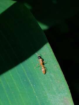 Image of Pseudomyrmex salvini (Forel 1899)