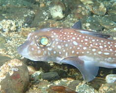 Image of Spotted Ratfish