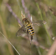 Toxomerus calceolatus (Macquart 1842) resmi