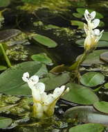 Image of Cape pondweed