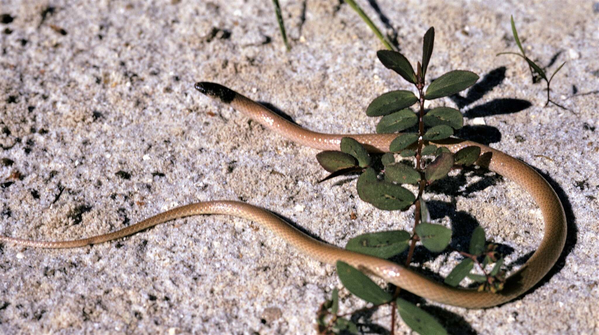 Image of Tantilla relicta neilli Telford 1966