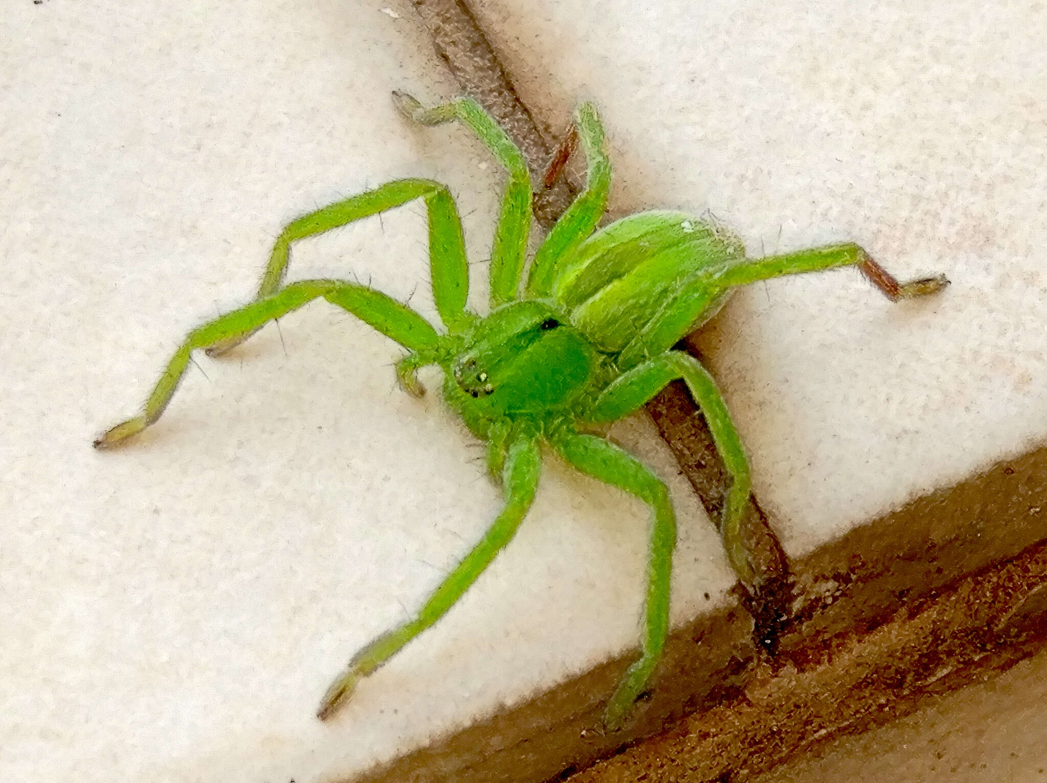 Image of Micrommata ligurina (C. L. Koch 1845)