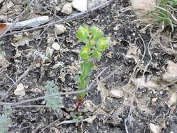 Image of wedgeleaf spurge