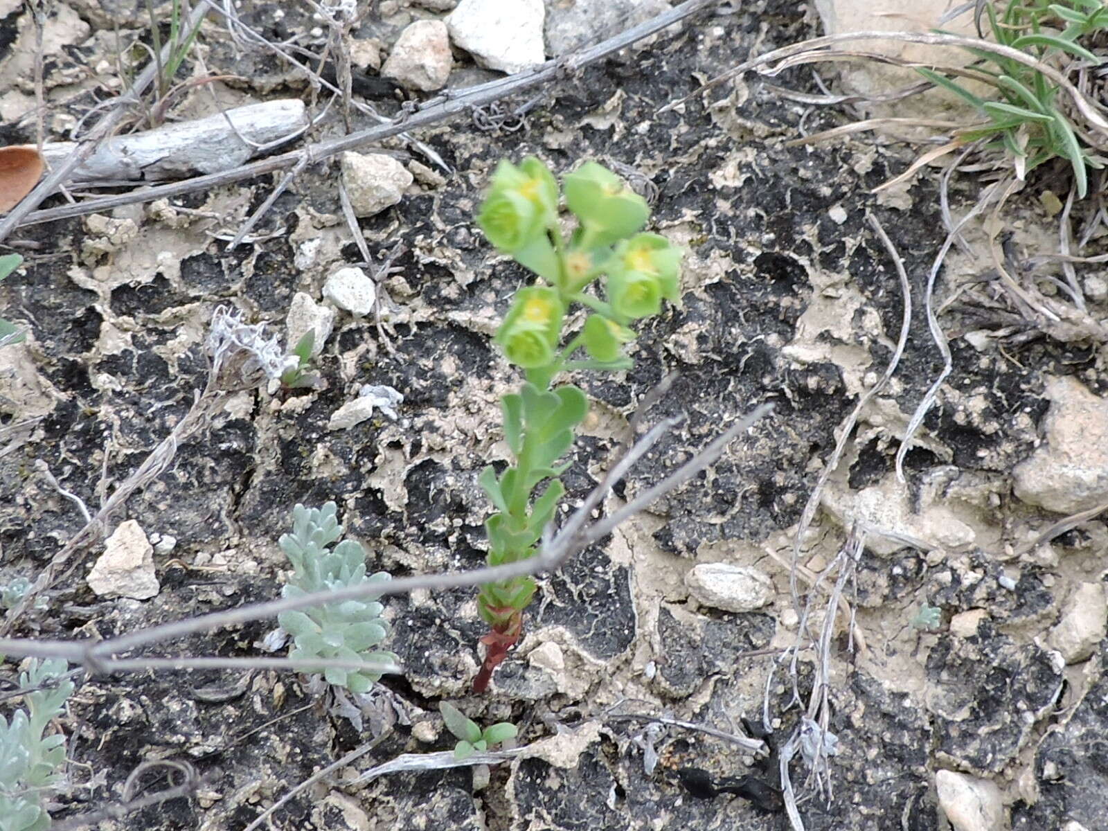 Euphorbia longicruris Scheele resmi