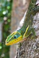 Image of Anolis equestris buidei Schwartz & Garrido 1972