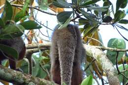 Image of Ornate Titi Monkey