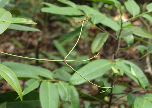 Image de Loeseneriella bourdillonii (Gamble) D. C. S. Raju