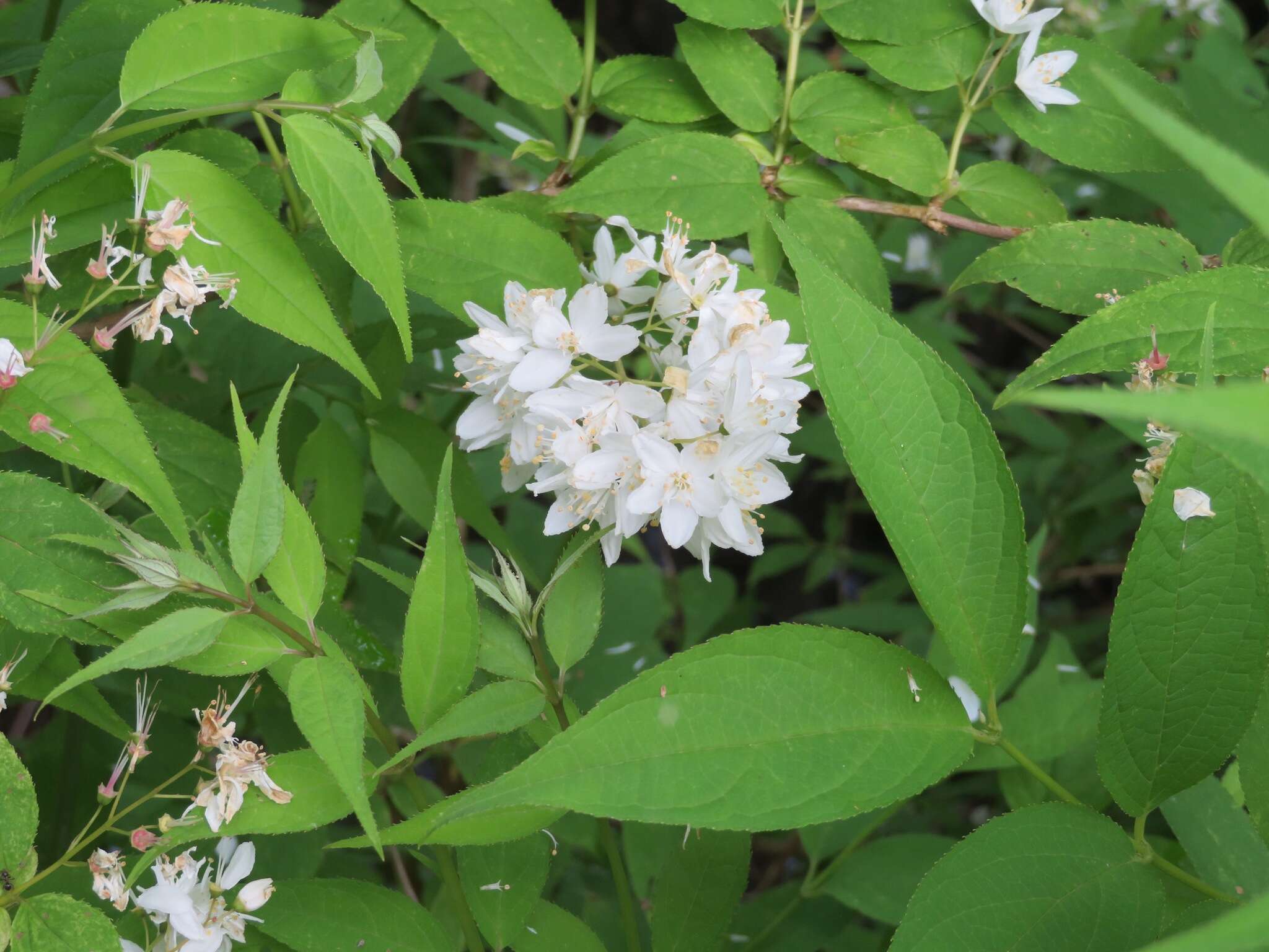 Image of slender pride of Rochester