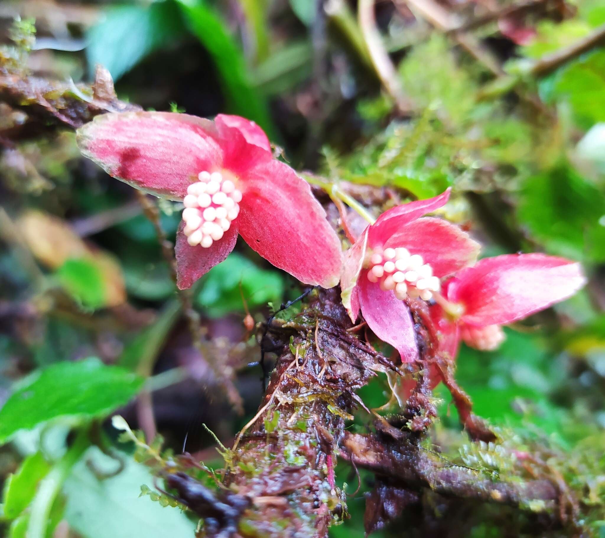 Image of Begonia maurandiae A. DC.