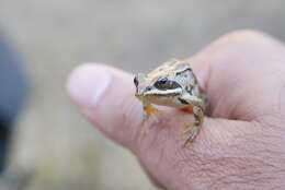 Imagem de Rana macrocnemis Boulenger 1885