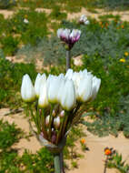 Image of Allium negevense Kollmann