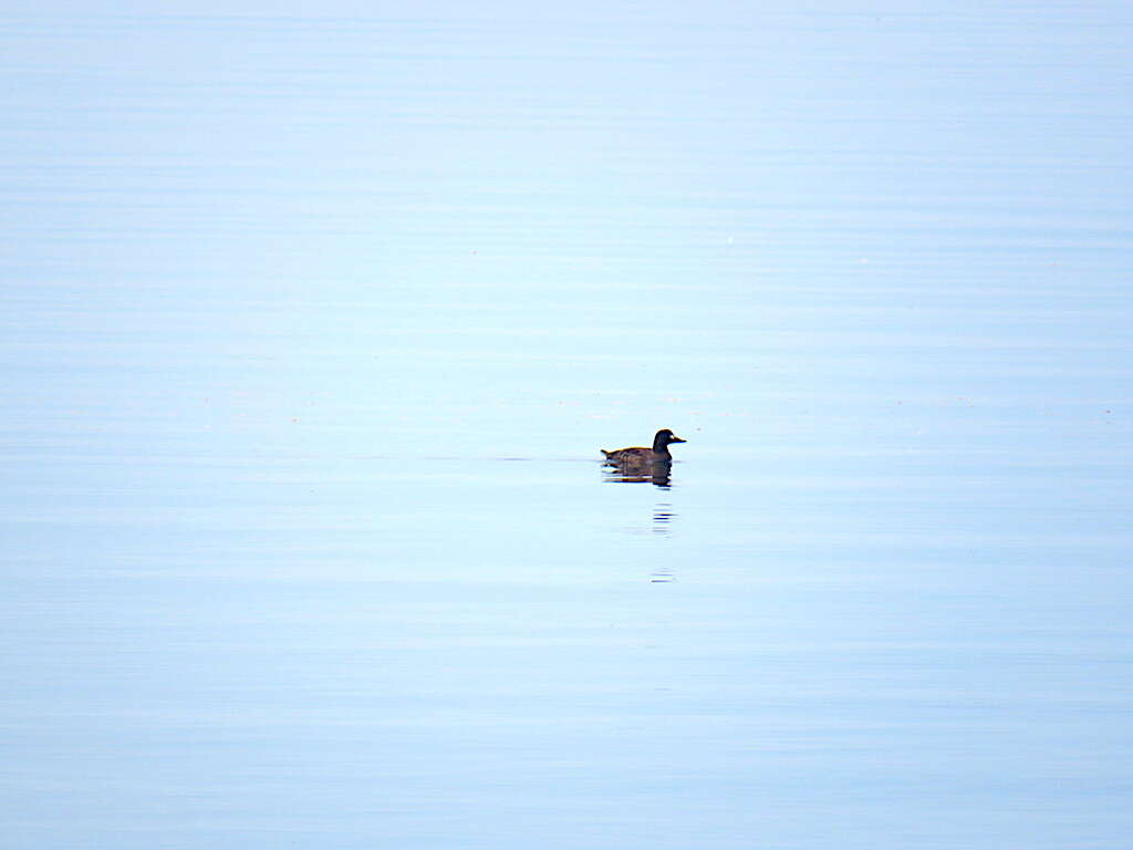 Image of Velvet Scoter