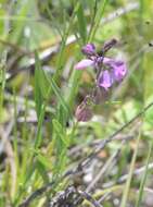 Imagem de Asemeia grandiflora (Walt.) Small