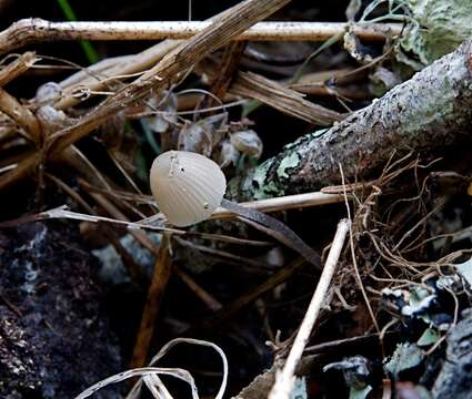 Mycena murina (Murrill) Murrill 1916 resmi