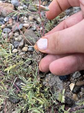 Image of Brandegee's milkvetch