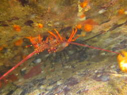 Image of Red Rock Lobster